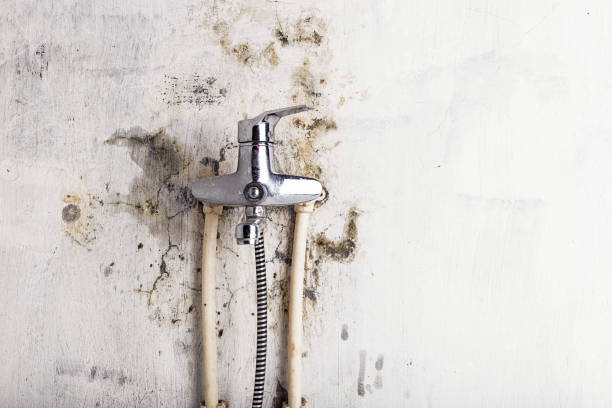 Best Mold Remediation  in Galveston, IN