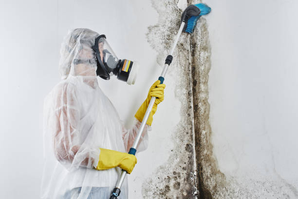 Best Local Mold Removal Service  in Galveston, IN
