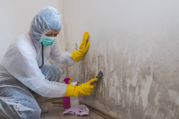 Best Mold Damage Repair  in Galveston, IN